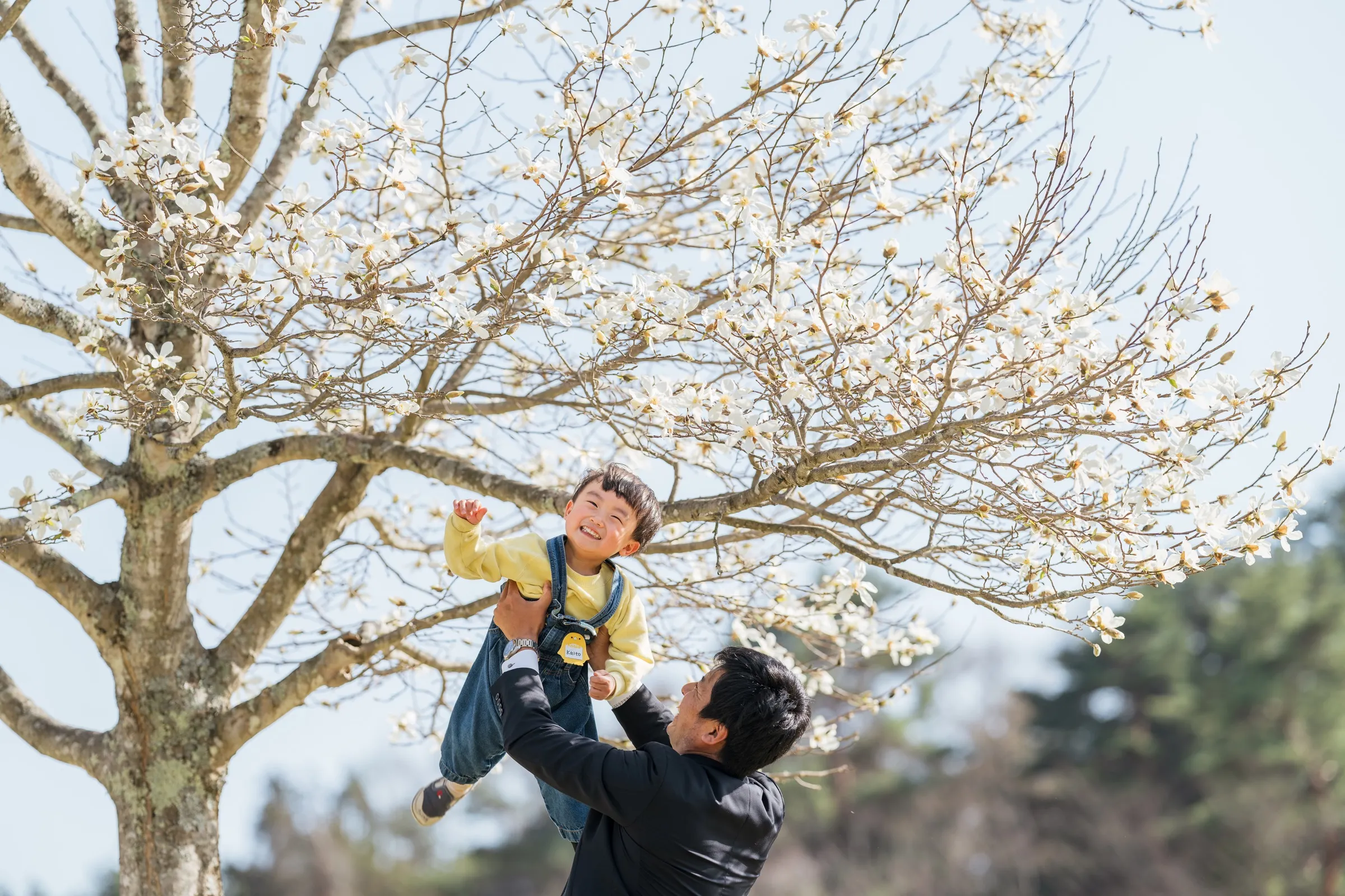 桜の下で子どもを抱き上げる家族写真